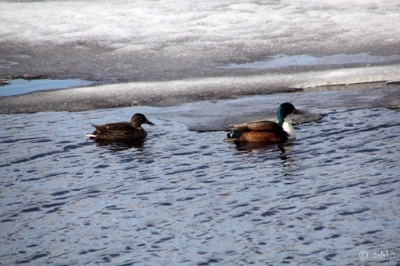 Sinisorsa Kemi Tuhka-allas (Raimo Koskenkorva) 29.4.2016