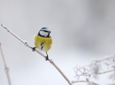 Sinitiainen Tornio Vojakkala (Matti Suopajärvi) 30.11.2012