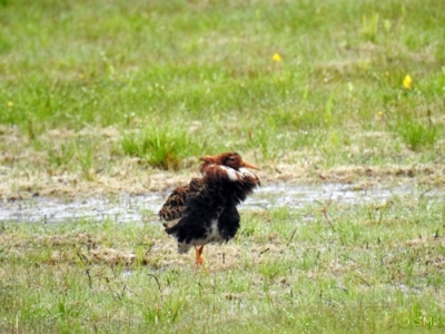 Suokukko Kemi Ruutti (Seppo Mäkitalo) 17.6.2016