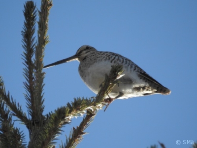 Taivaanvuohi Kemi Kiikeli (Seppo Mäkitalo) 3.5.2017