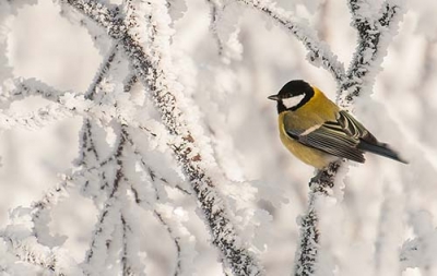 Talitiainen Tervola Länsikoski (Matti Suopajärvi) 28.10.2012
