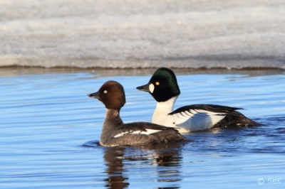 Telkkä Tornio Kaupunginlahti (Seppo Kemppainen) 30.4.2012