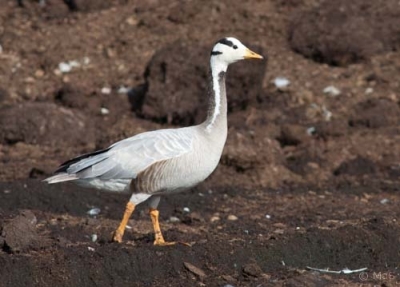 Tiibetinhanhi Kemi Holstinharju (Matti Suopajärvi) 27.8.2007