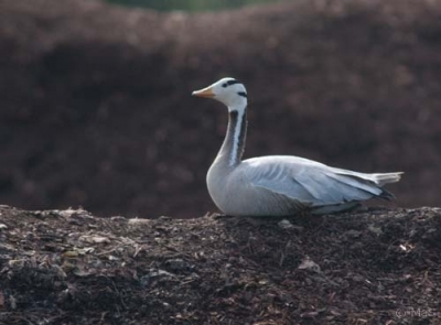 Tiibetinhanhi Kemi Holstinharju (Matti Suopajärvi) 27.8.2007
