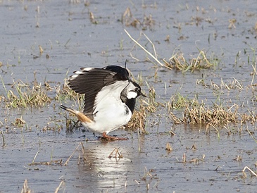 Töyhtöhyyppä Tornio Raumonjärvi (Raimo Koskenkorva) 26.4.2013