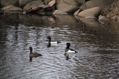 Tukkasotka Kemi Hahtisaari (Seppo Mäkitalo) 19.5.2015