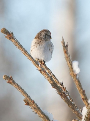 Tundraurpiainen Tornio Vojakkala (Matti Suopajärvi) 26.2.2008
