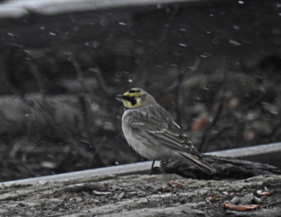 Tunturikiuru Kemi Pajusaari (Seppo Mäkitalo) 20.4.2017
