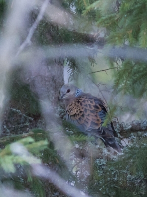 Turturikyyhky Keminmaa (Raimo Koskenkorva) 28.11.2013