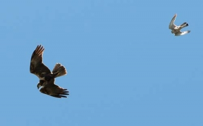 Tuulihaukka Tornio Kalkkimaa (Matti Suopajärvi) 1.7.2008