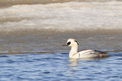 Uivelo Tornio Kaupunginlahti (Seppo Kemppainen) 3.5.2012