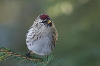 Urpiainen Kemi (Raimo Koskenkorva) 1.12.2012