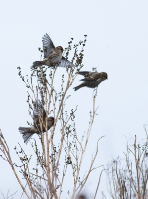 Urpiainen Tornio Vojakkala (Matti Suopajärvi) 20.3.2008