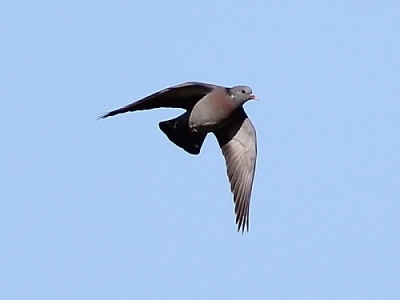 Uuttukyyhky Tornio Raumonjärvi (Tuomas Lankila) 8.5.2012