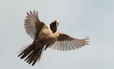 Västäräkki Tornio Vojakkala (Matti Suopajärvi) 15.6.2011