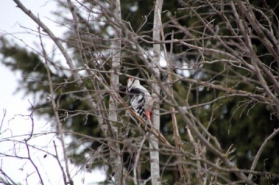 Valkoselkätikka Kemi Kiikeli (Seppo Mäkitalo) 17.4.2016