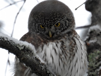 Varpuspöllö Kemi Kiikeli (Seppo Mäkitalo) 23.1.2017