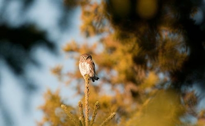Varpuspöllö Tornio Kaakamonniemi (Matti Suopajärvi) 29.10.2009